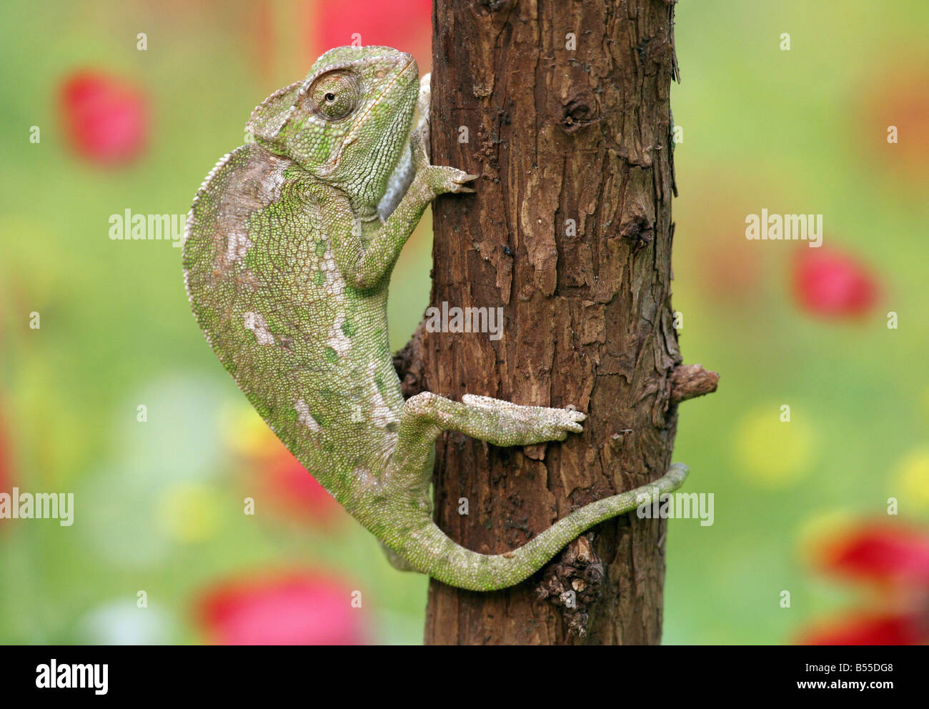 Common Chameleon Chamaeleo chamaeleon Israel Stock Photo