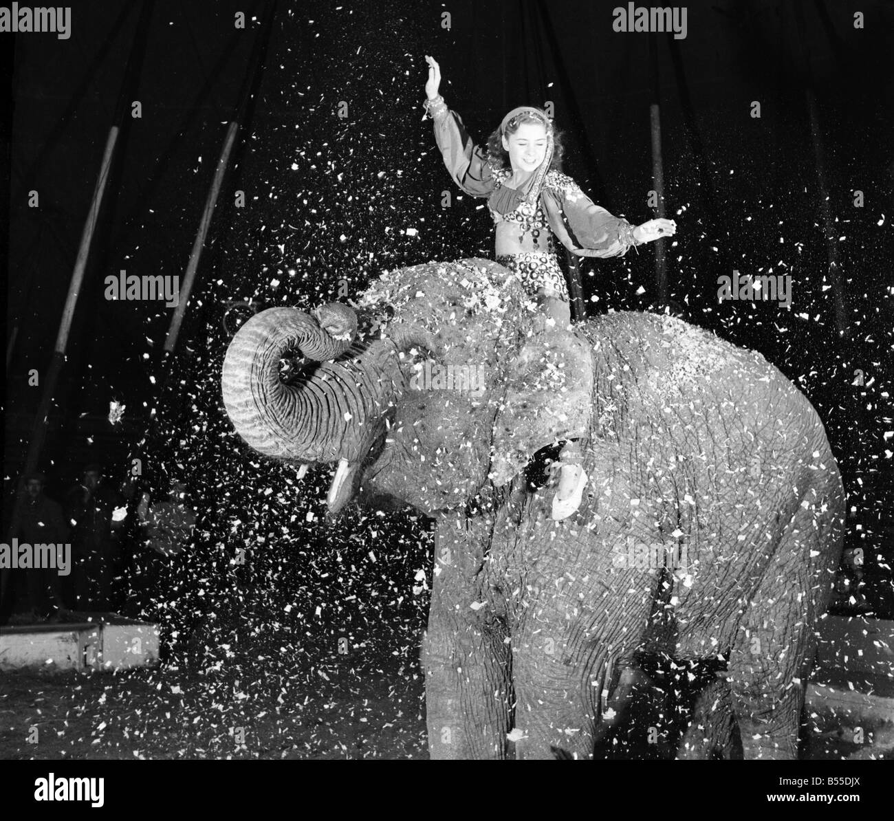 Entertainments: Circus Animals. Birmia the ten year old female elephant