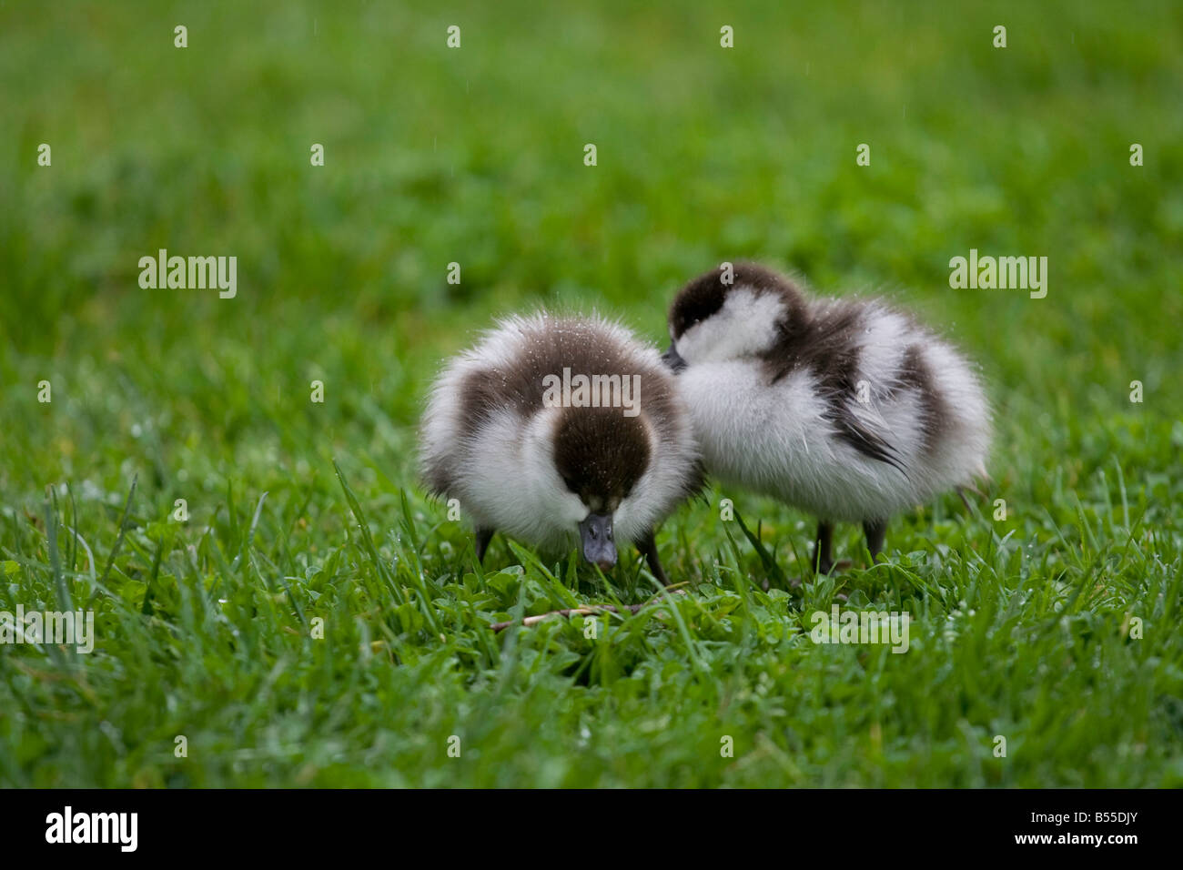 Two Paradise Duck Ducklings in the rain Stock Photo Alamy