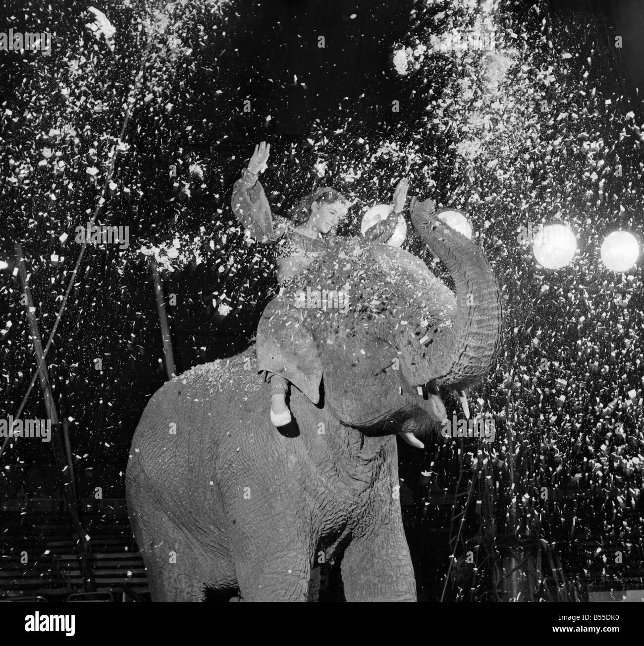 Entertainments Circus Animals. Birmia the ten year old female elephant