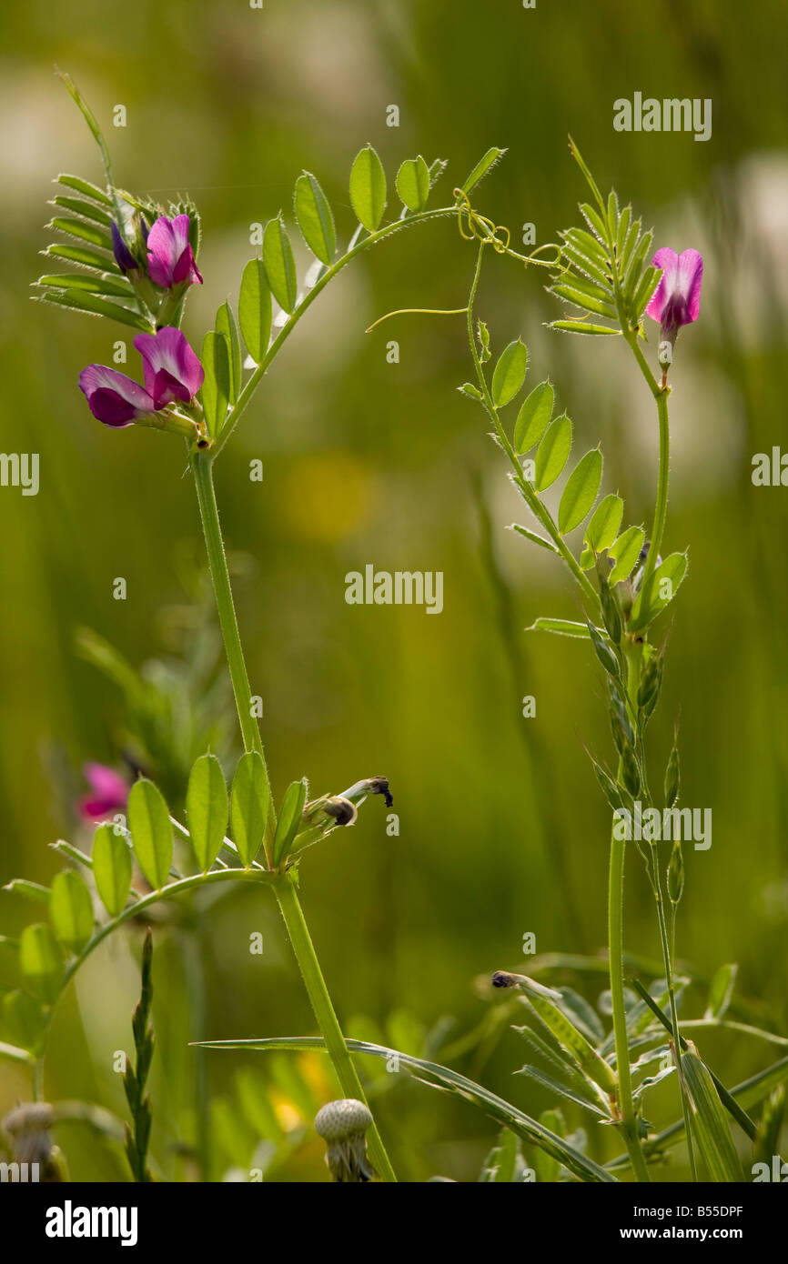 Common vetch (Vicia sativa) ssp segetalis, in meadow, France Stock Photo