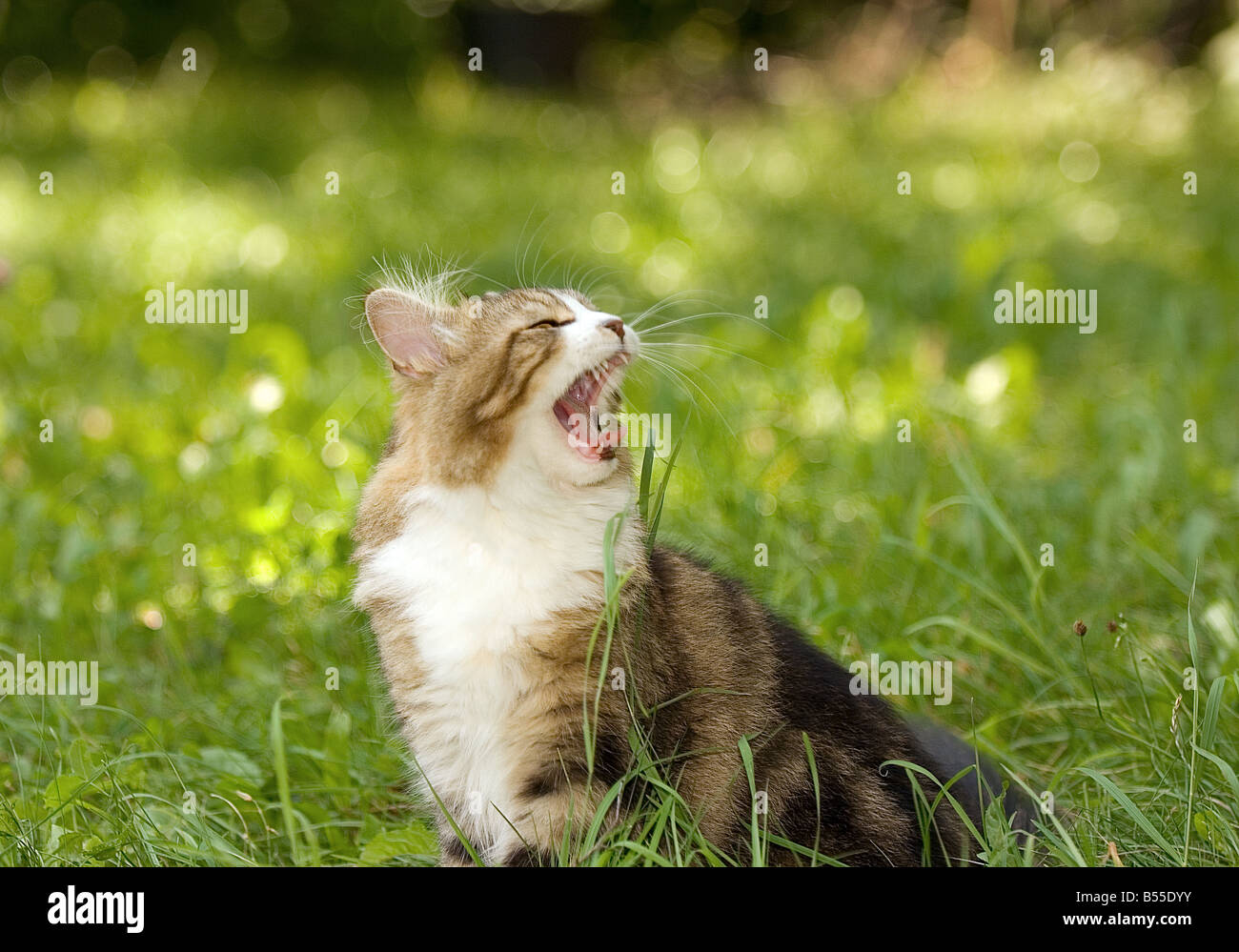 Maine Coon - sitting Stock Photo