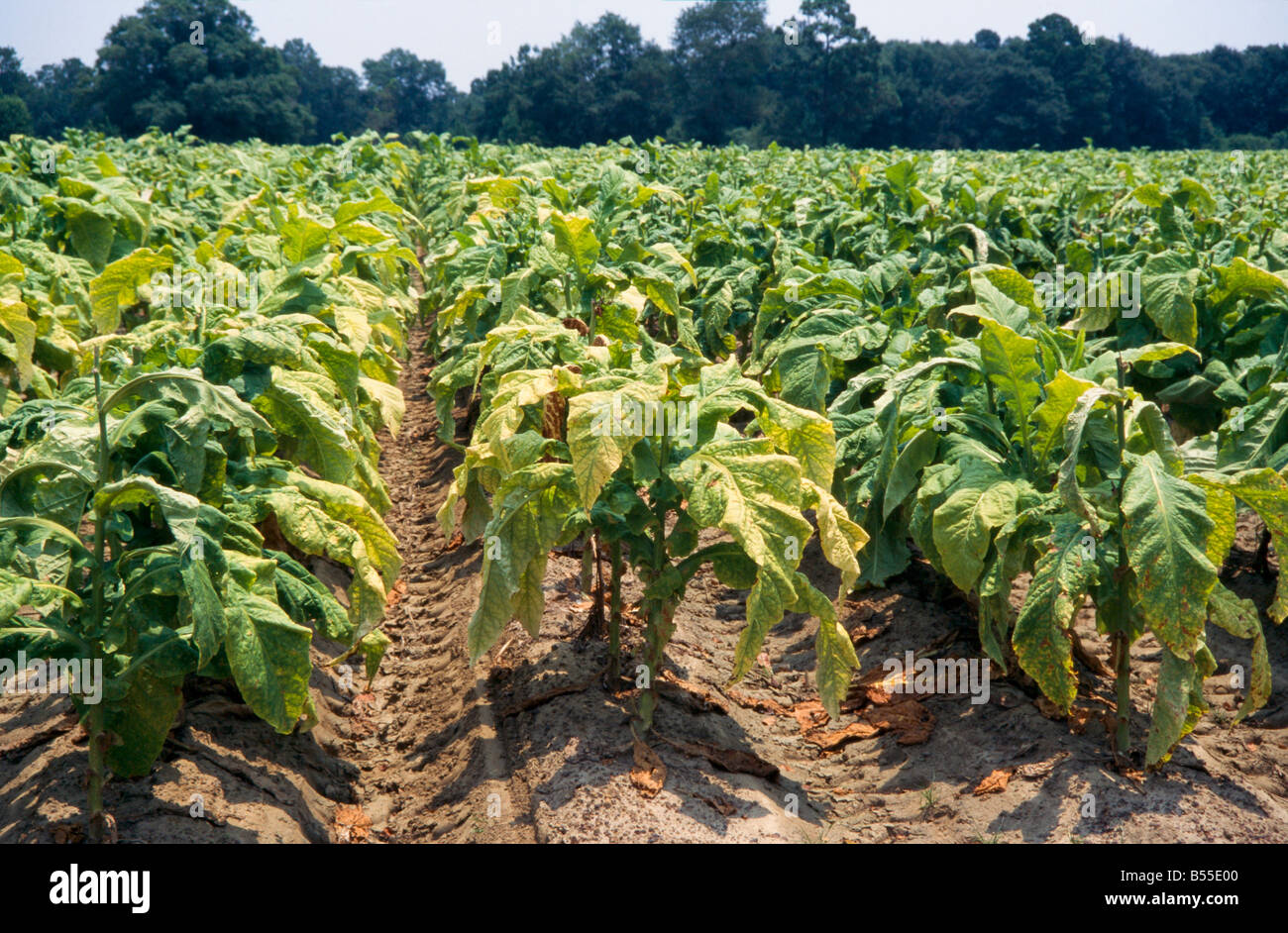 Crops in Stock Photo Alamy
