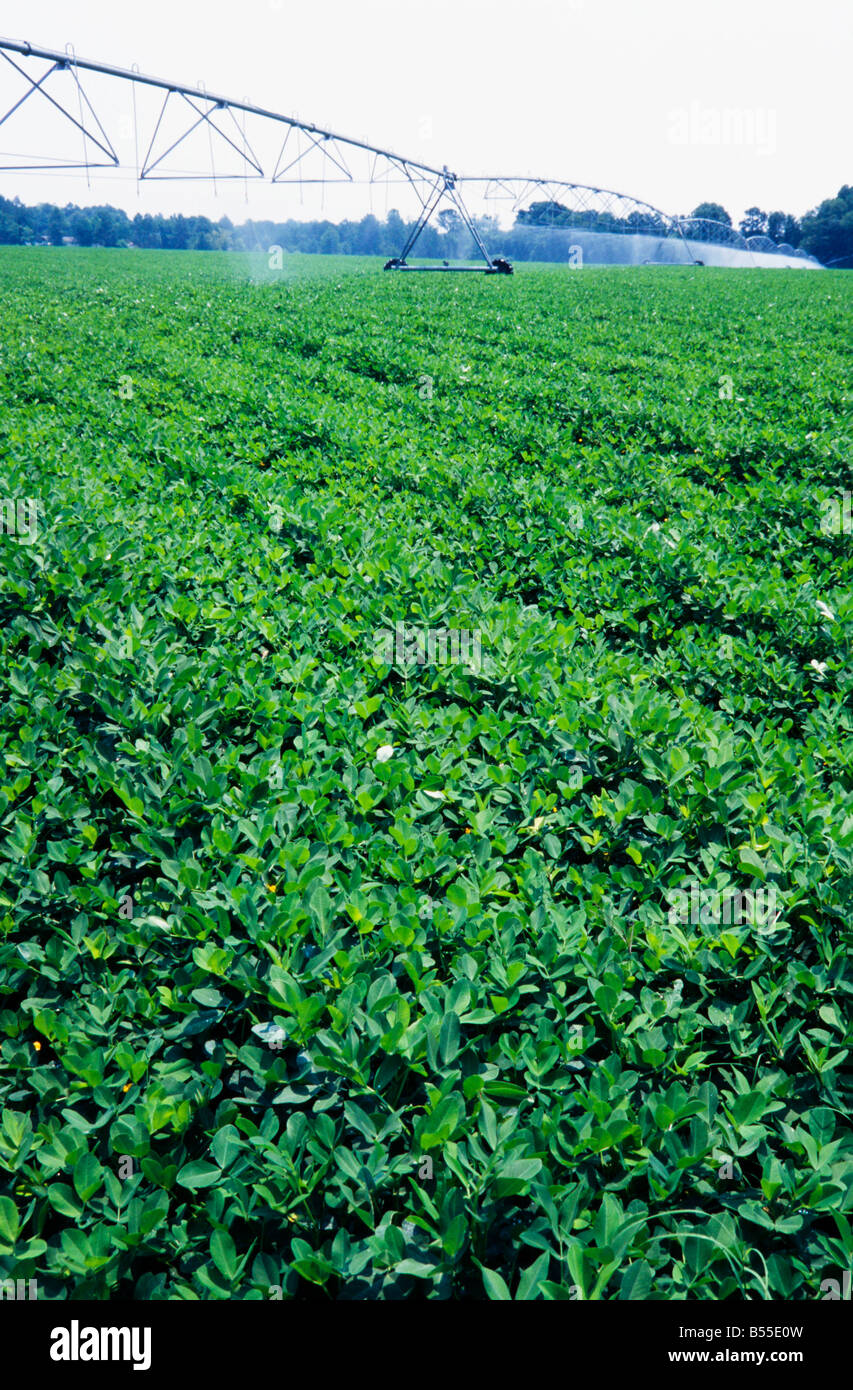 Irrigation of farm fields, with rows of crops, Stock Photo Alamy