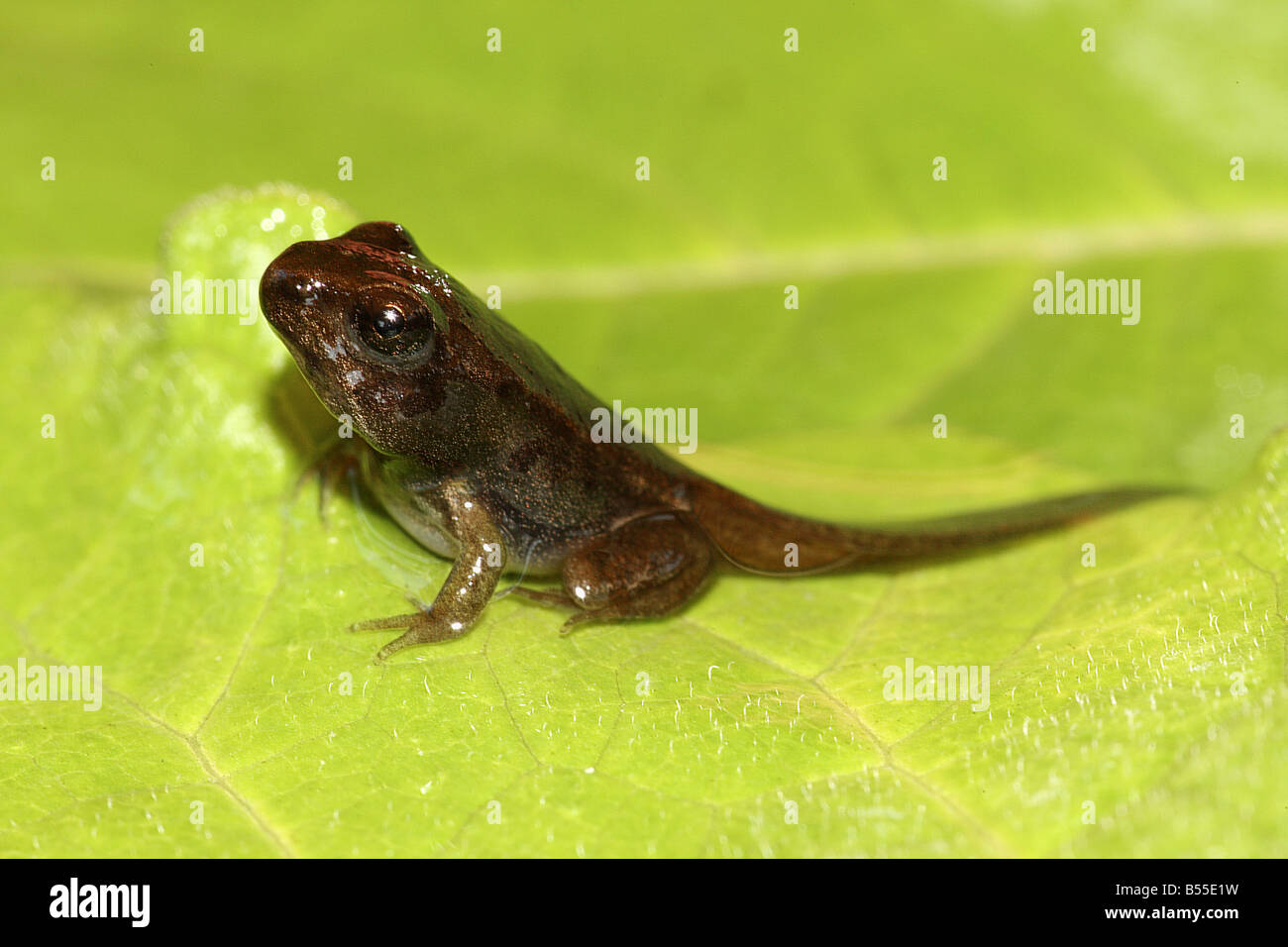 development common frog phase 2 Stock Photo Alamy
