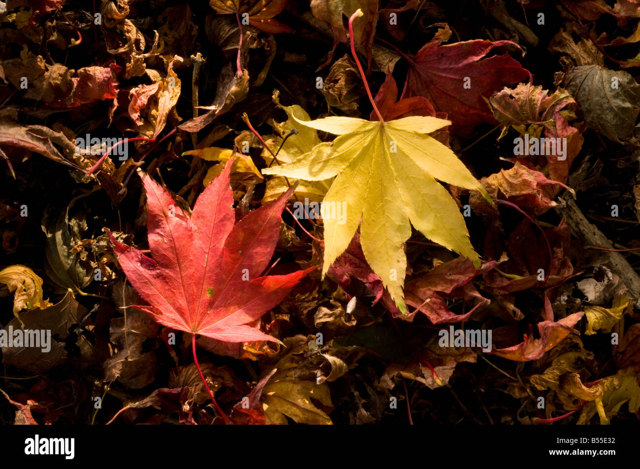 Maple leaves fallen on ground Stock Photo - Alamy