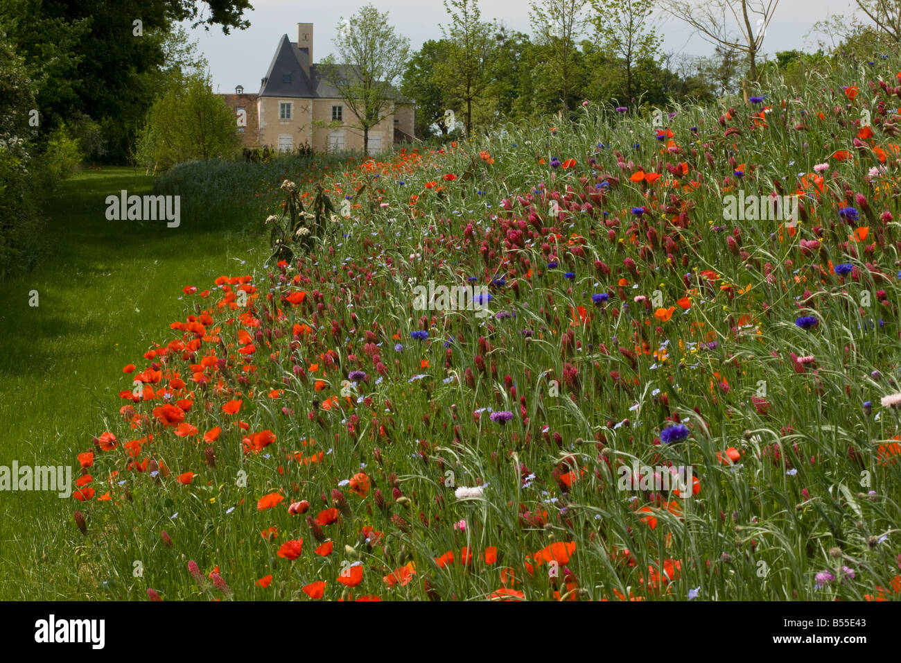 Bank of planted cornfield weeds etc at a Chateau at Murs south of Chatillon sur Indre France Stock Photo