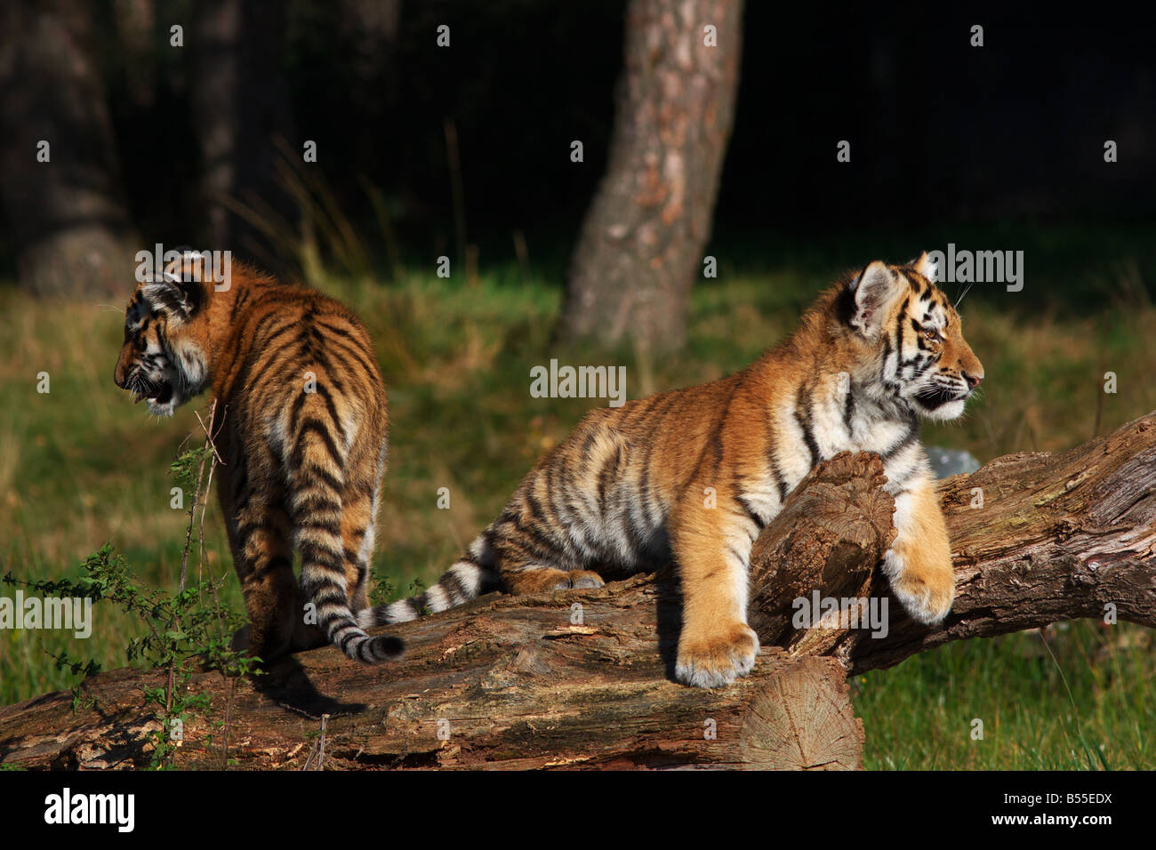 Playing Siberian tiger cubs at a tree Stock Photo