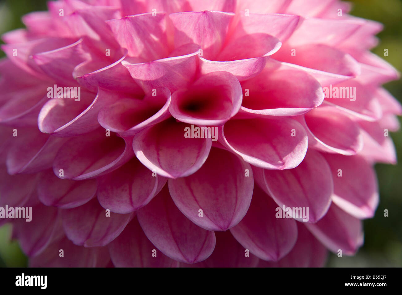 Dahlia pink repeating flower Stock Photo