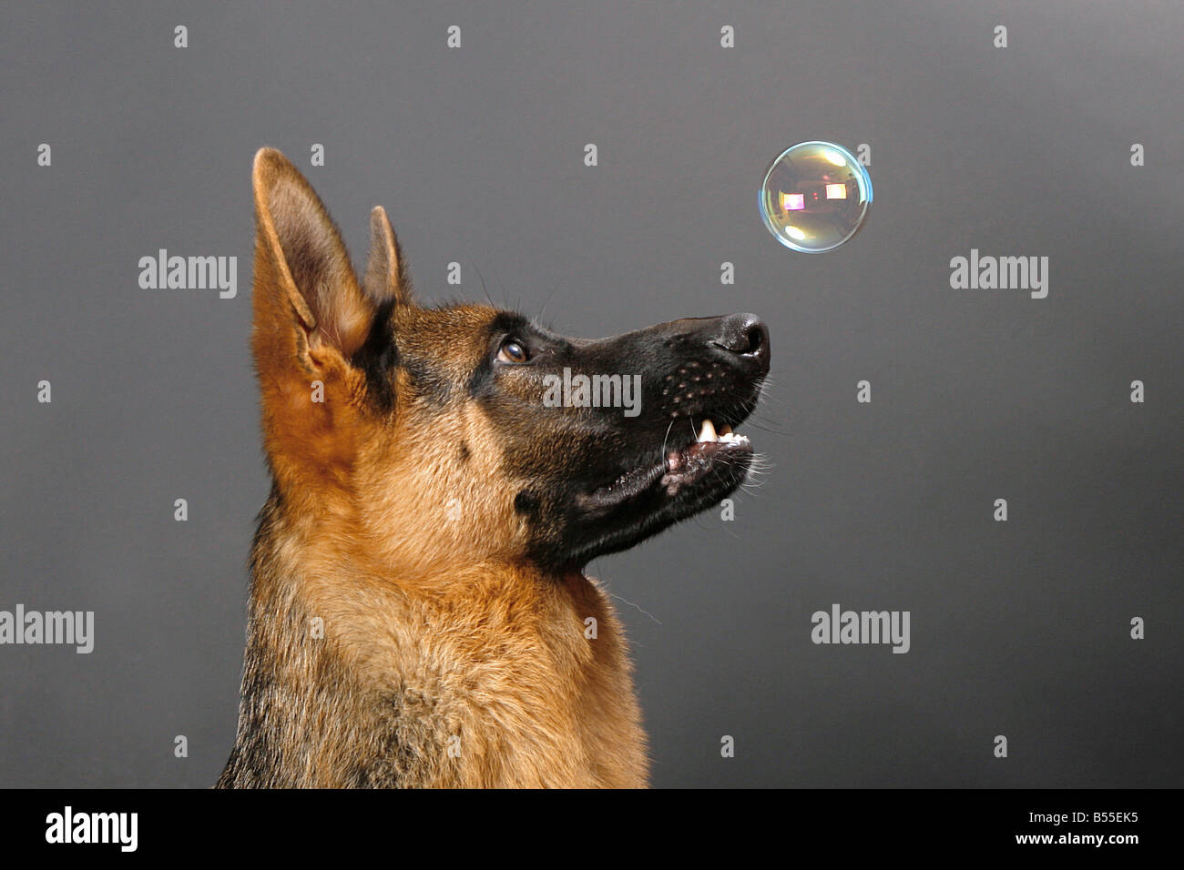 german shepherd soap