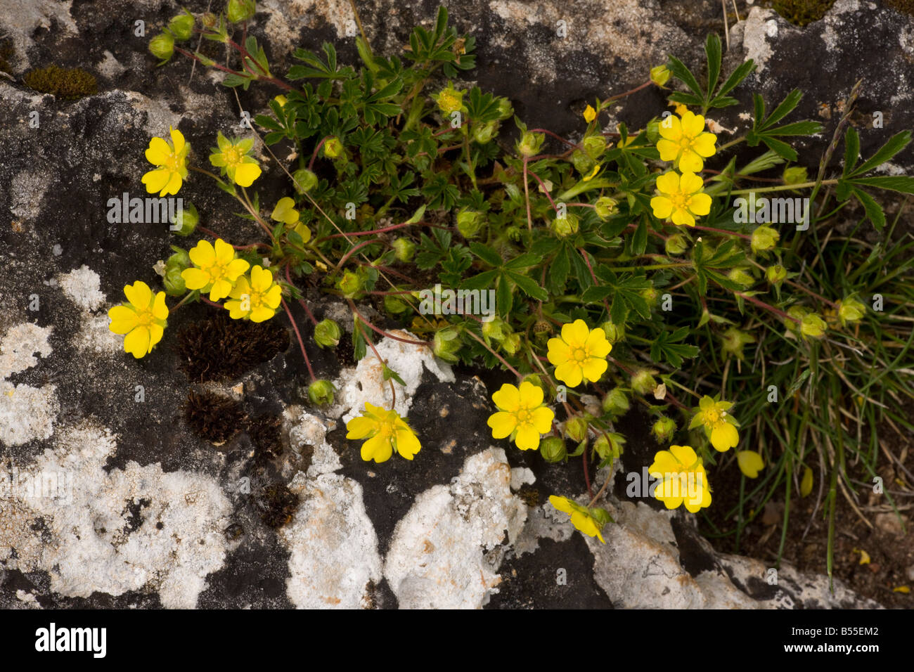 Spring Cinquefoil Potentilla neumanniana P tabernaemontani on limestone France Stock Photo