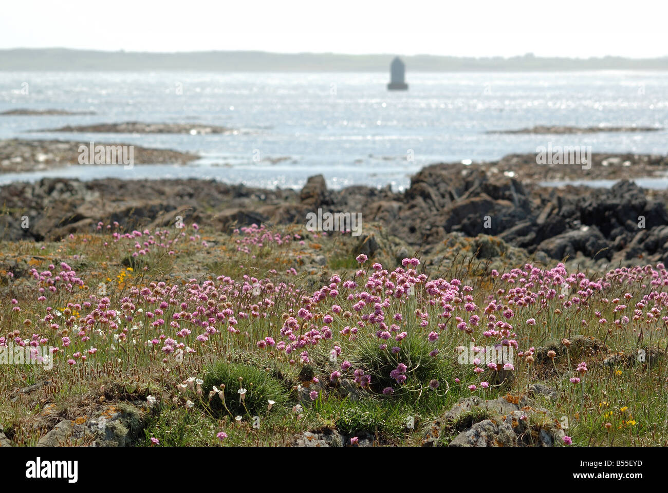 Sea Pinks Wild Flowers on Ballyquintin Point at the mouth of Strangford Lough Co Down Northern Ireland Stock Photo