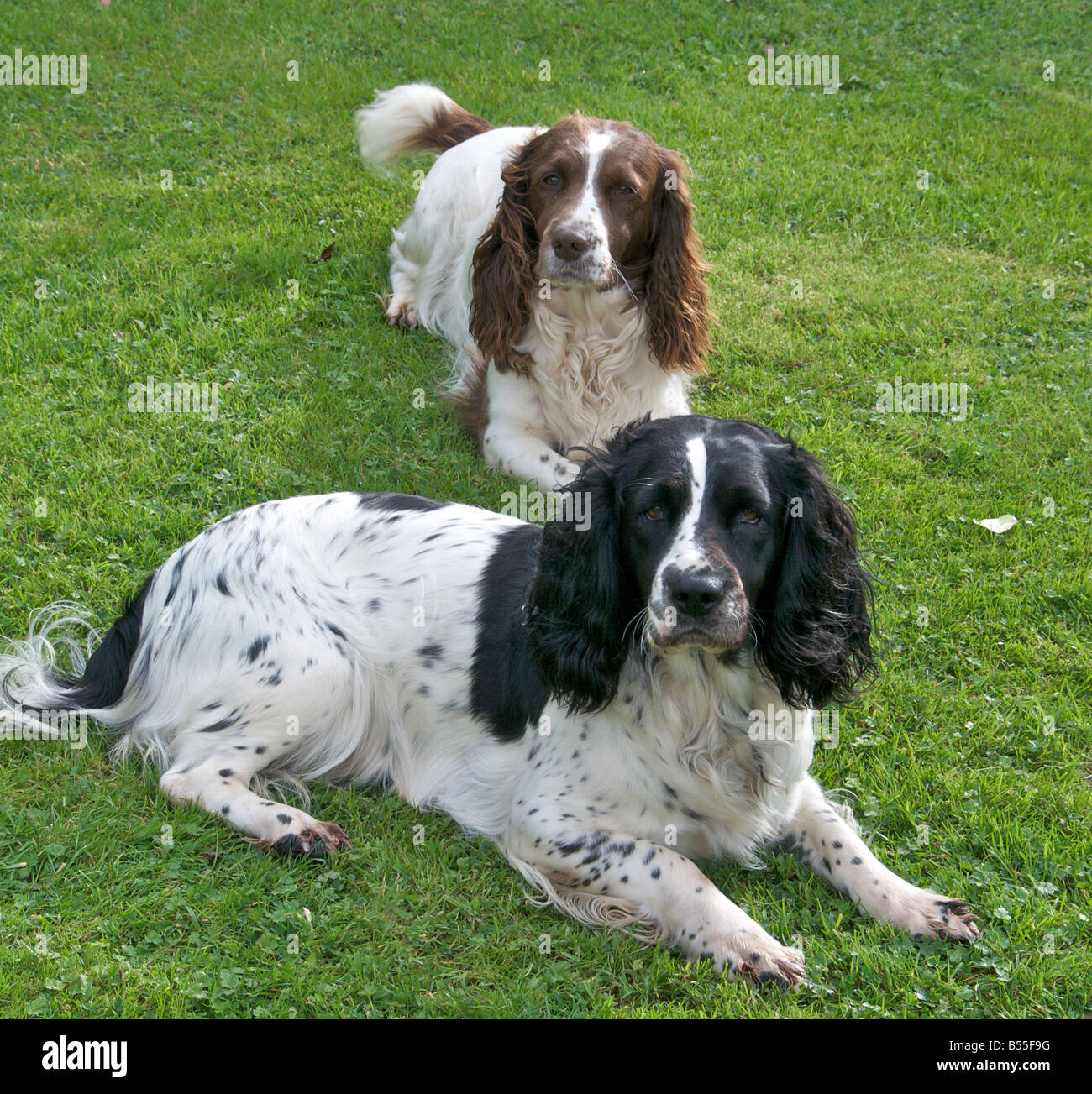 Springer spaniels are fun loving active dogs Stock Photo Alamy