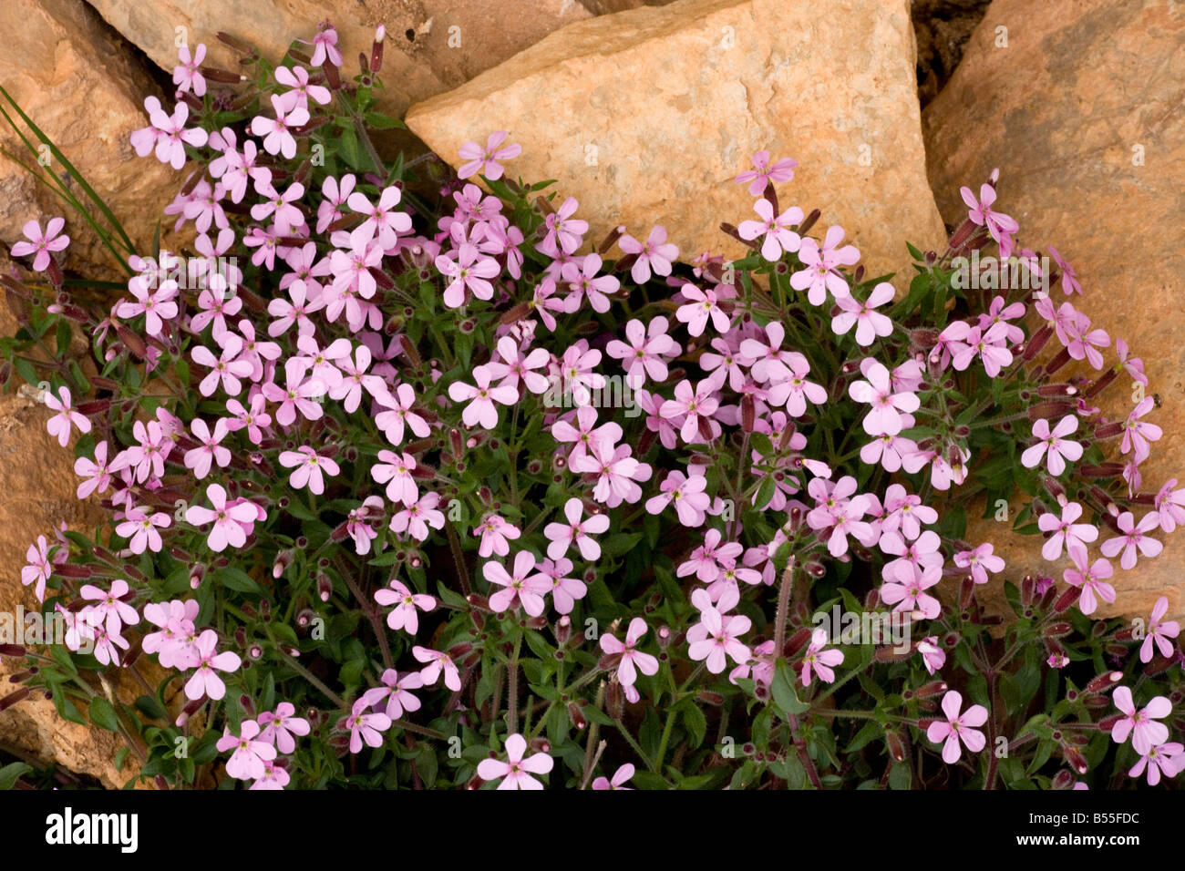 Rock Soapwort Saponaria ocymoides on limestone Gorge du Tarn France Stock Photo