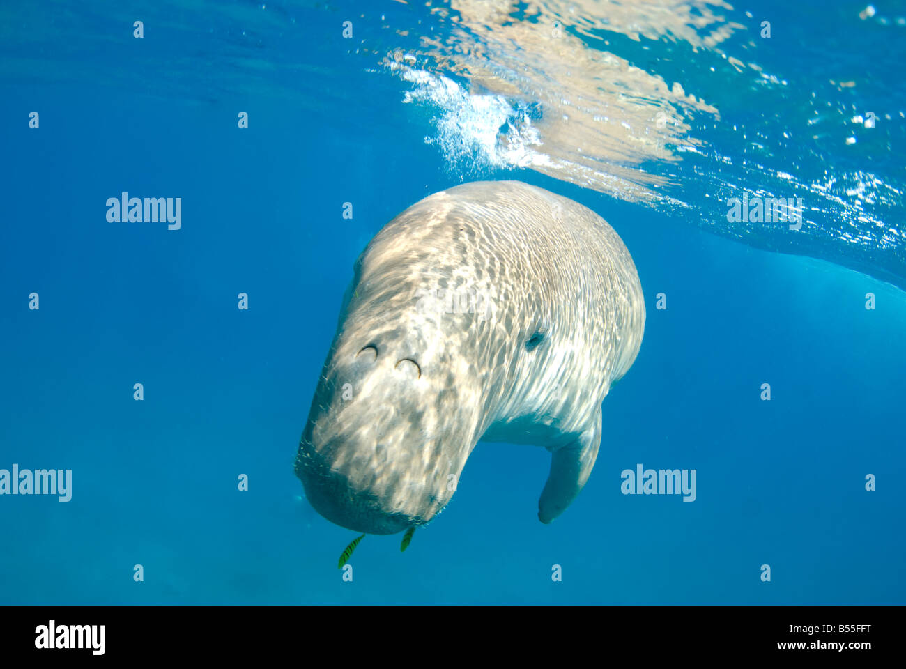 Dugong dugon sea cow Stock Photo
