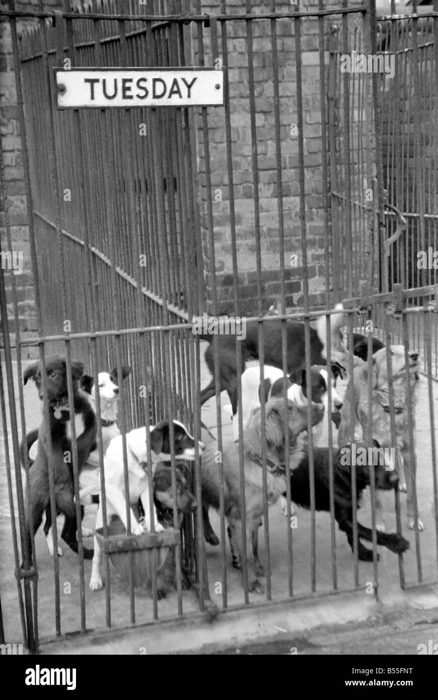 Condemned dogs at the Manchester dogs home Collyhurst, Manchester