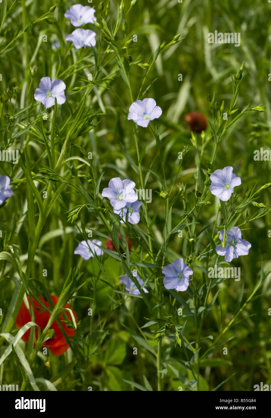 LINSEED (LINUM USITATISSIMUM) - Kerala Naturals