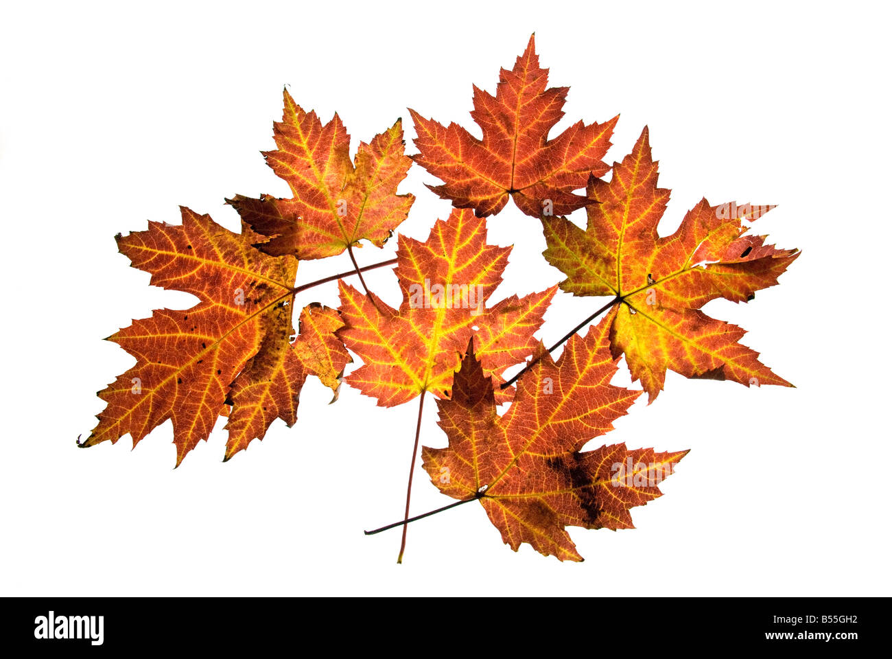 Red Leaves on white background 1 Stock Photo Alamy