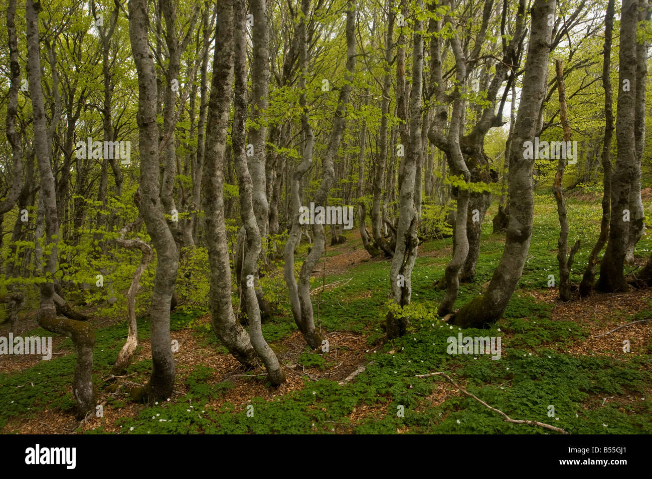 Montane beech forest Fagus sylvatica on Mont Aigoual Cevennes France Stock Photo