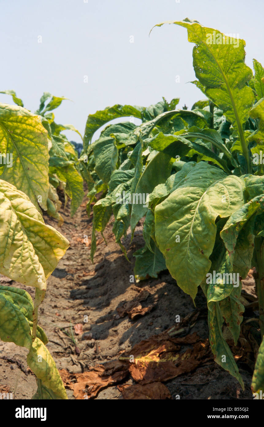 Crops in Stock Photo Alamy