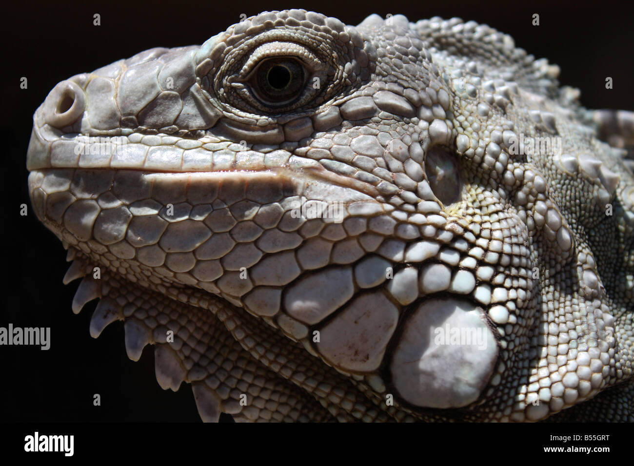 USA, Iguana is a genus of lizard native to tropical areas of Central and South America and the Caribbean. Stock Photo