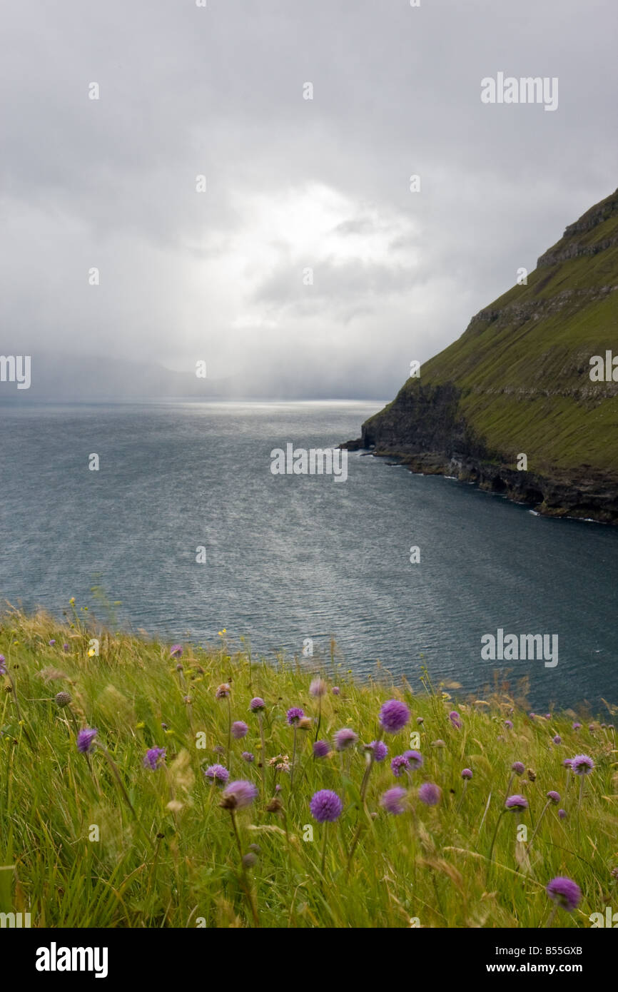 Faeroe islands, sea plants and Fjord Stock Photo