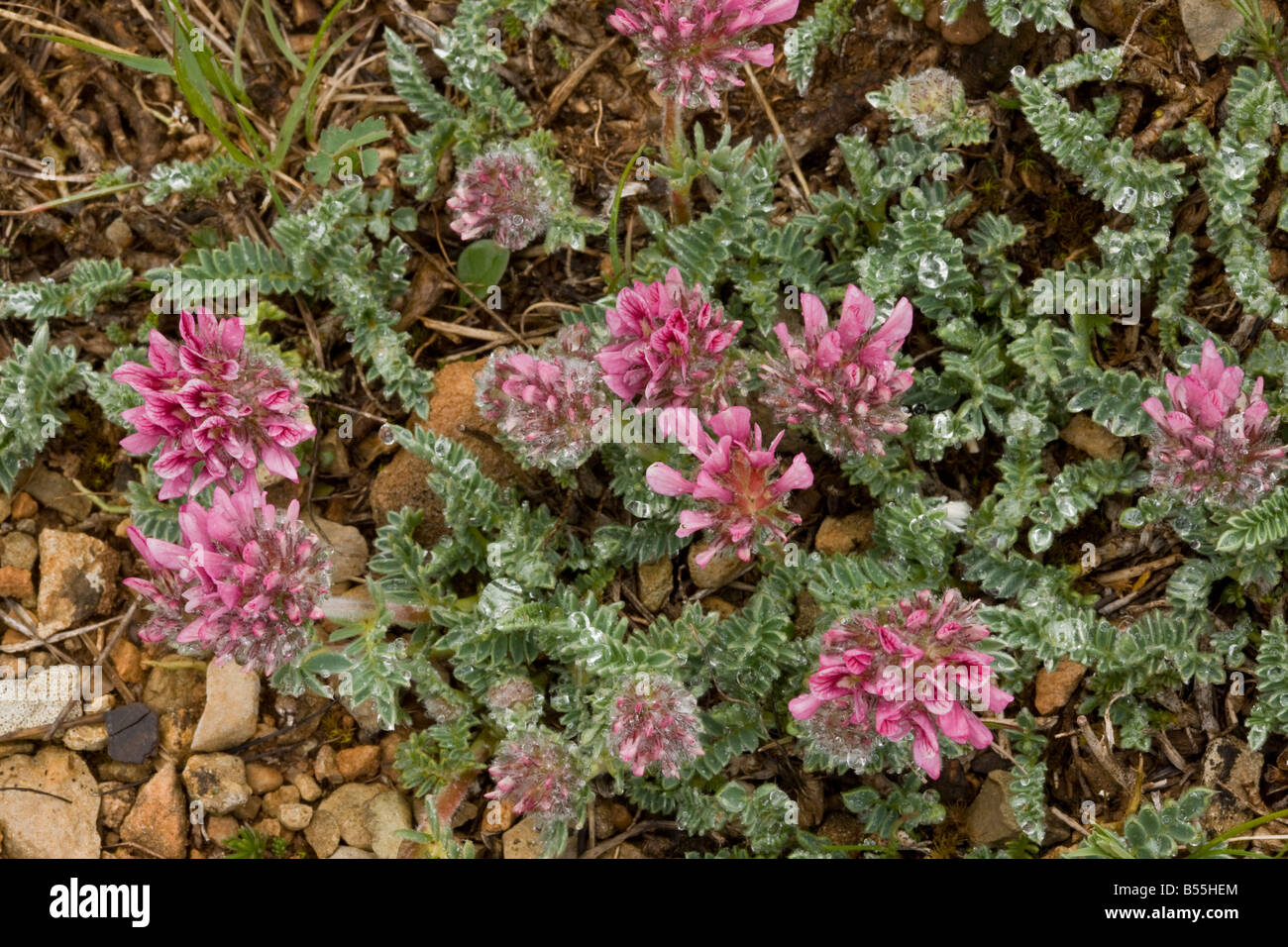 Mountain Kidney Vetch Anthyllis montana in flower on limestone causse south France Stock Photo
