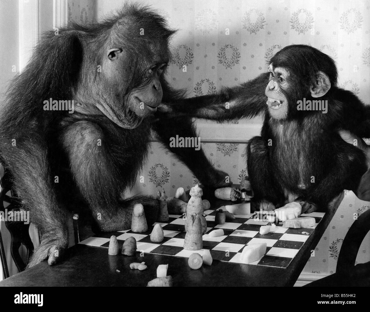 Шимпанзе играть. Обезьяна шахматист. Обезьяна играет в шахматы. Шимпанзе шахматы. Обезьяна за шахматами.