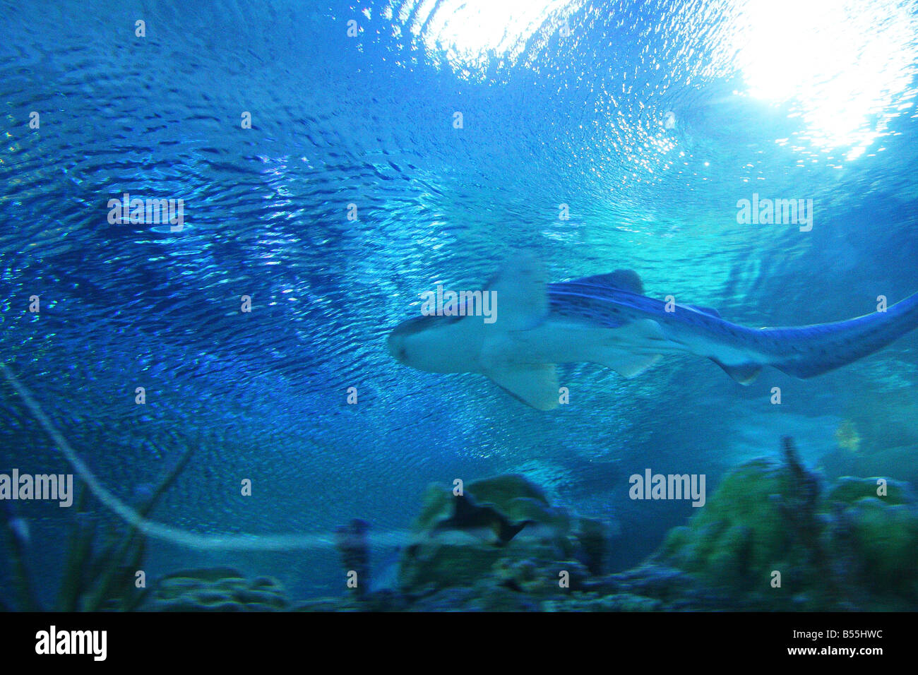 An experience of the underwater world at the KLCC Aquaria located in KLCC, Kuala Lumpur, Malaysia. Stock Photo