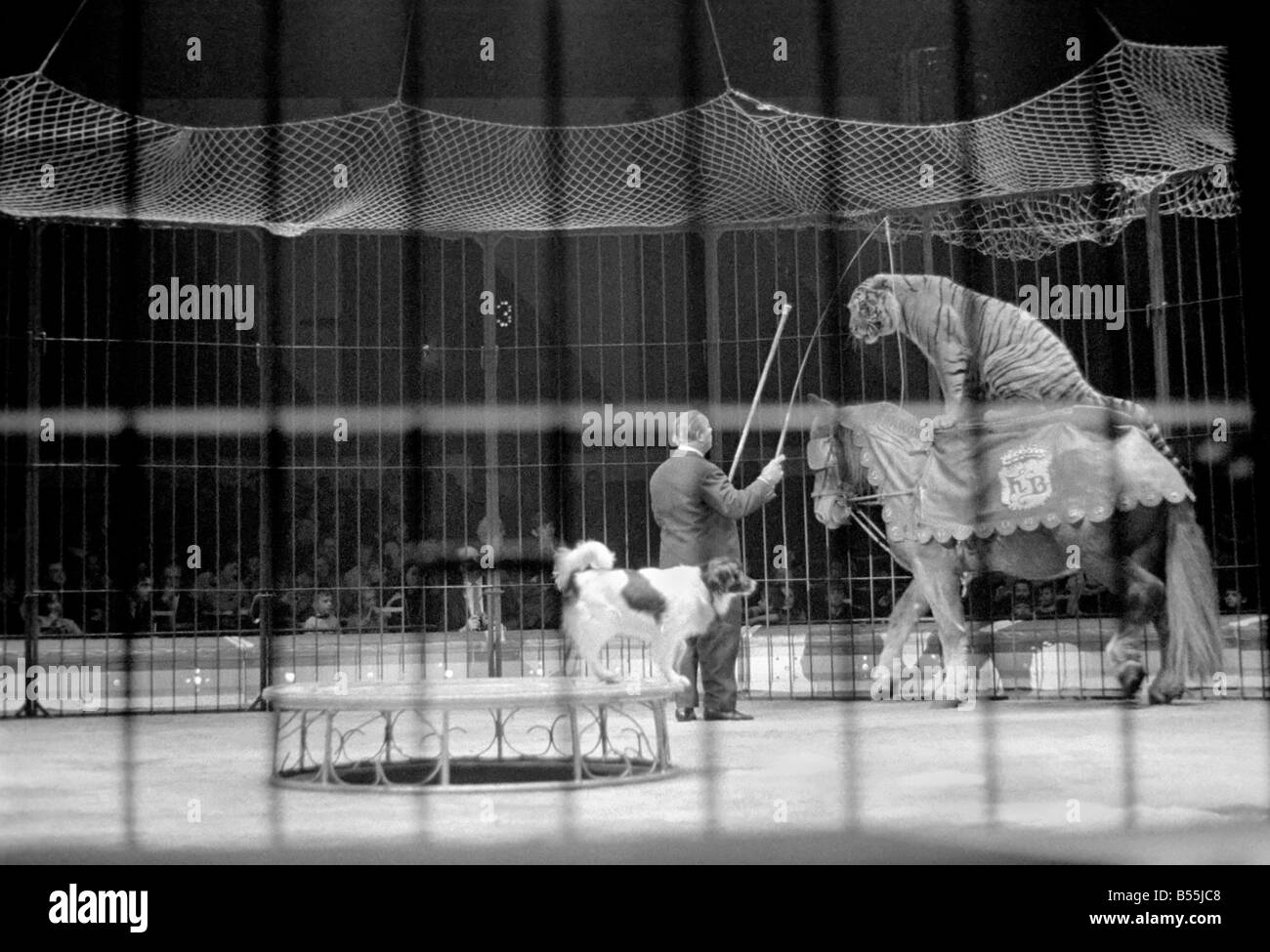 Byla the horse riding tiger provides a thrill at the Belle 'Vue,' Manchester circus. Harry Belli is the trainer. December 1969 Stock Photo