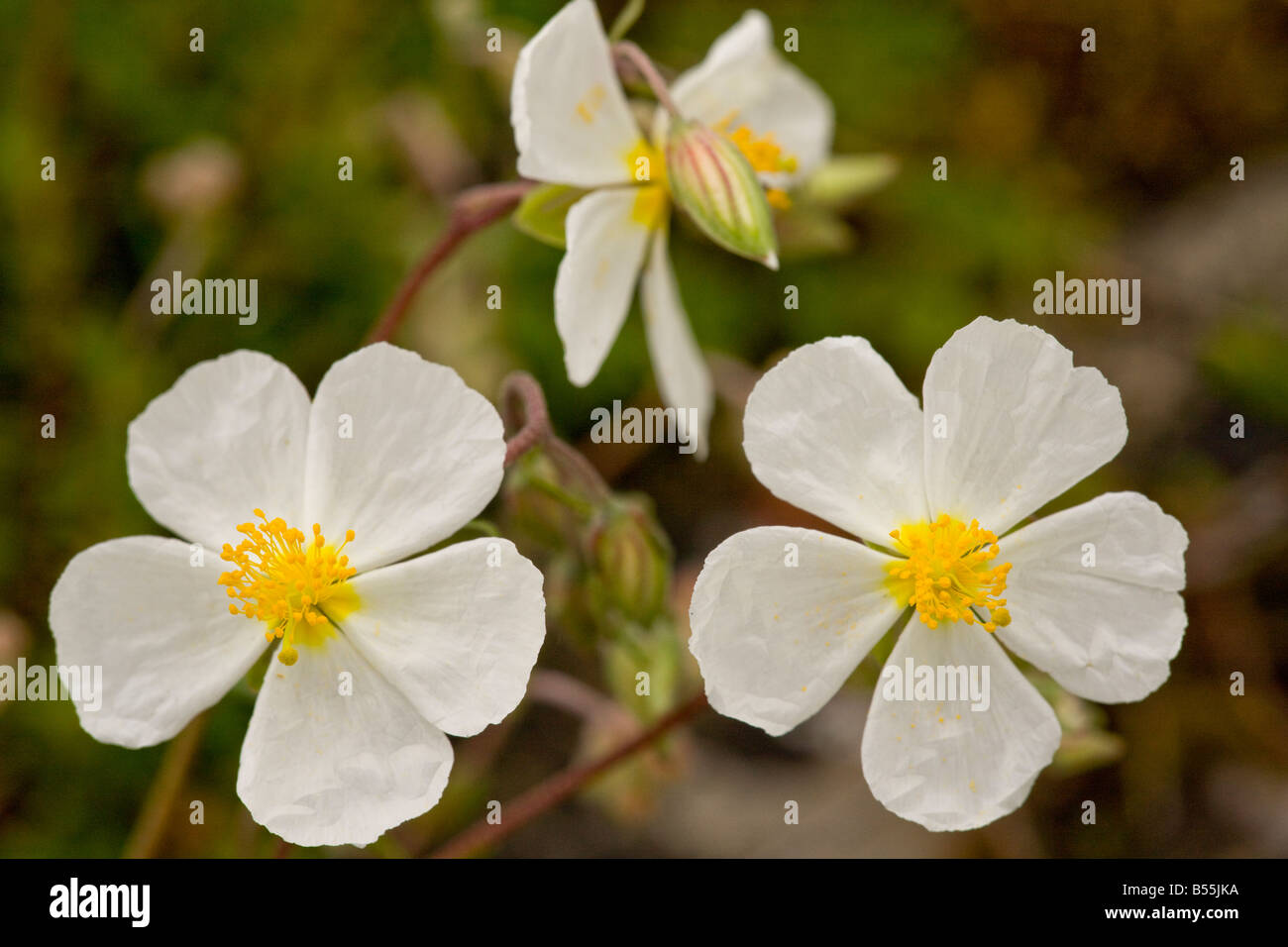 White Rock rose (Helianthemum apenninum) close-up, on limestone, UK Stock Photo