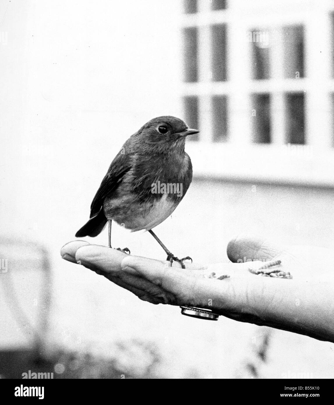 Eating out hand Black and White Stock Photos Images Alamy