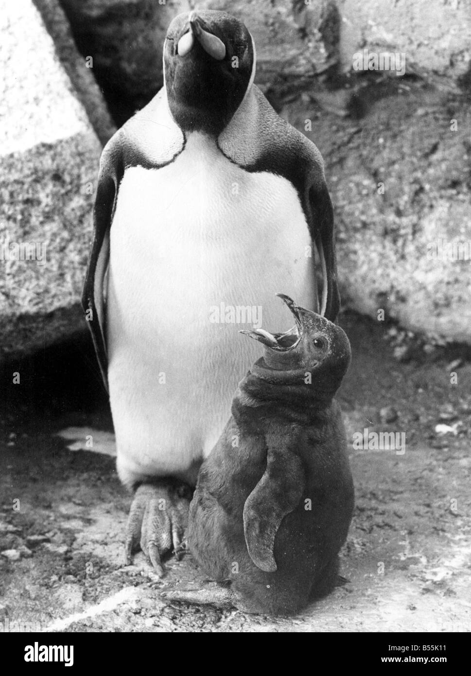 A King-Size call for more. A hungry king-sized penguin chick demands some more food from it's mother.;20th Sept. 1967;P044314;DM Stock Photo