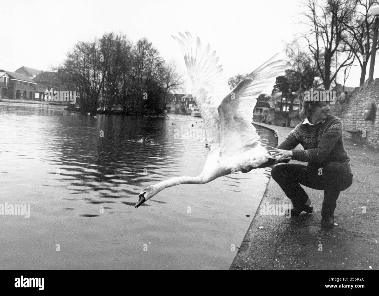 Most of the swans on the River Thames belong to the Queen. They grace the upper reaches of the river and are universally admired. The population has collapsed over the 60s and 70s due to lead poisioning from fishing weights. Vet Stephen Cooke cares for the birds that have sucumb to poisioning. See here is Stephen releasing one of the birds he has nursed back to health.;March 1983;DM83 1518 22D;P044286 Stock Photo