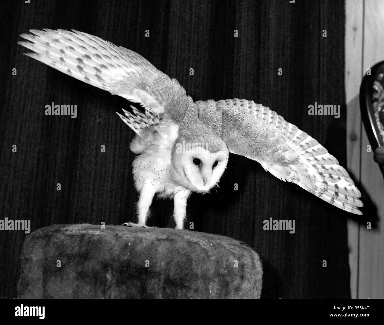 Dolly birds hires stock photography and images Alamy