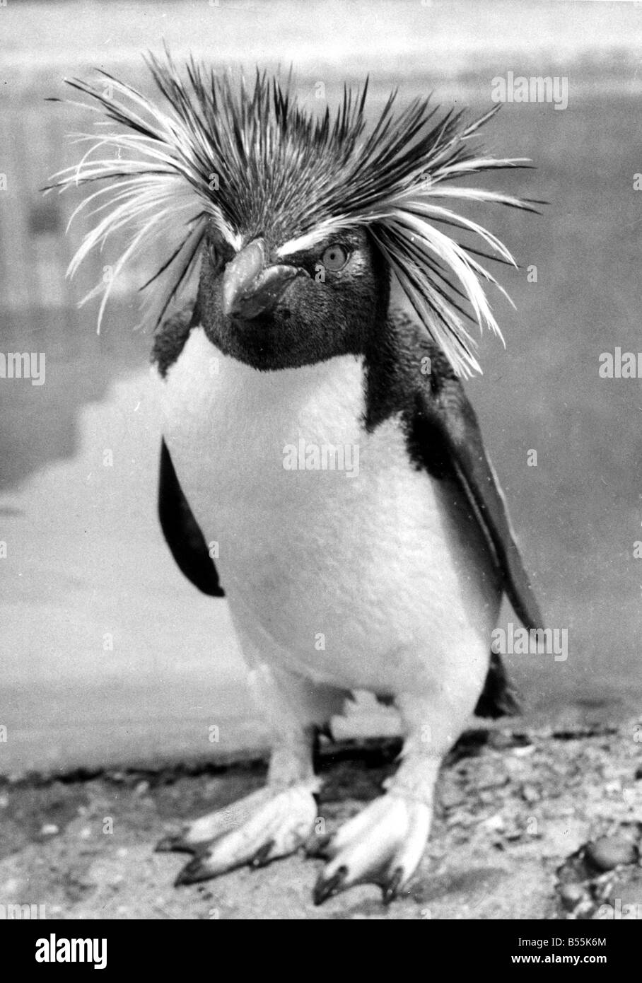 Harold the gold crested rock hopper penguin at London Zoo&#13;&#10;June 1956&#13;&#10;P044253 &#13;&#10;H4699 Stock Photo