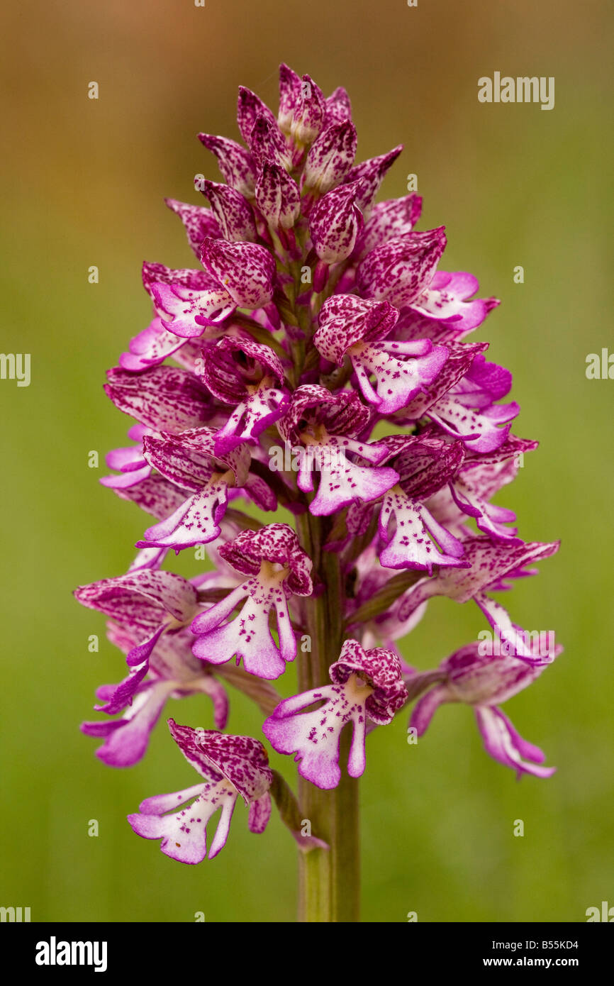 Hybrid Military Orchid x Lady Orchid Orchis militaris x Orchis purpurea France Stock Photo