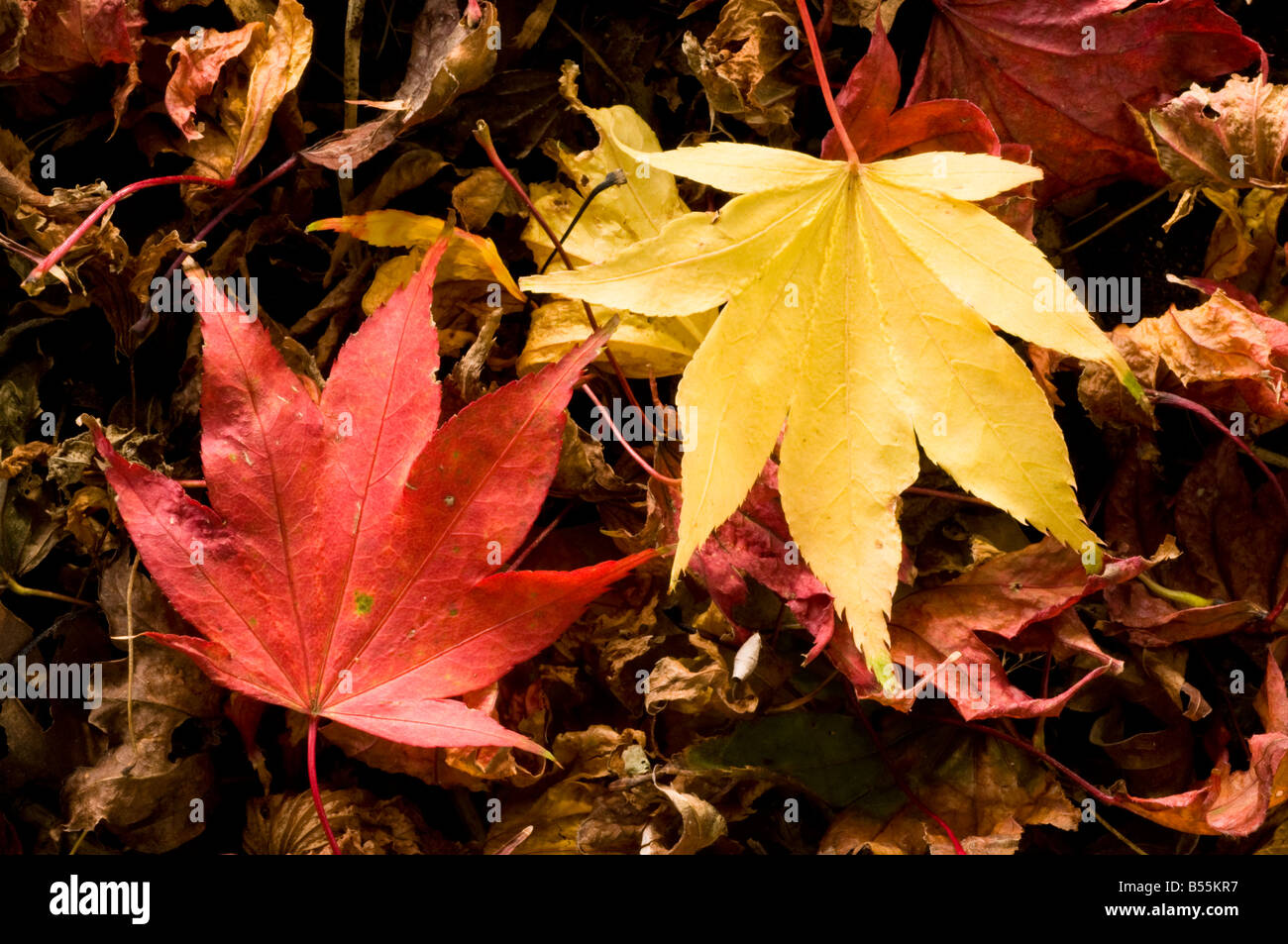 Acer leaves on the ground hi-res stock photography and images - Alamy