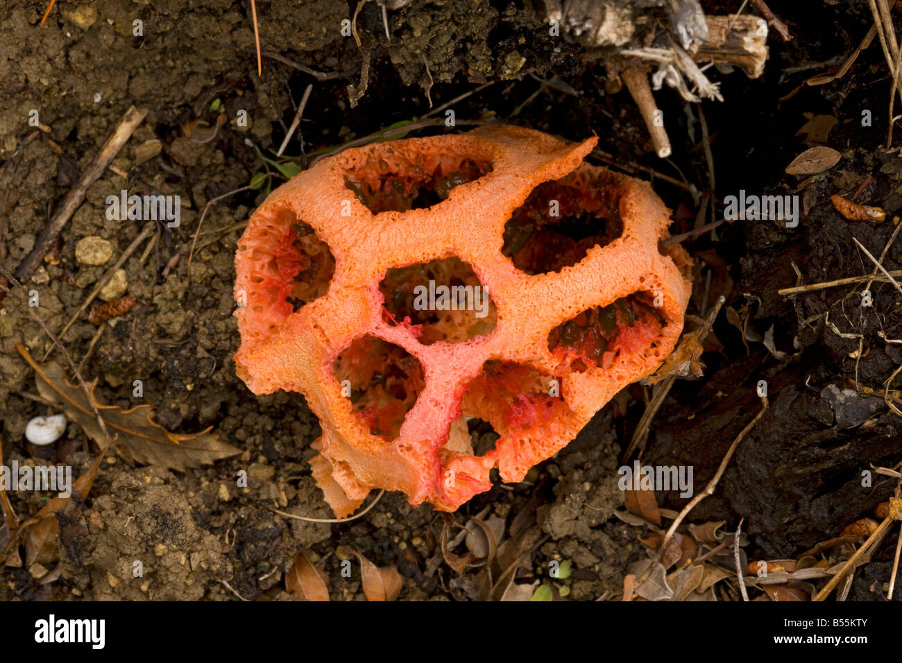 latticed stinkhorn (Clathrus ruber) emerging from soil spring, close-up, Andalucia Spain Stock Photo