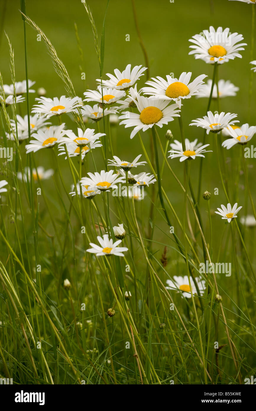 Mass of Ox-eye Daisies Leucanthemum vulgare Chrysanthemum vulgare in a hay meadow in the Dordogne France Stock Photo