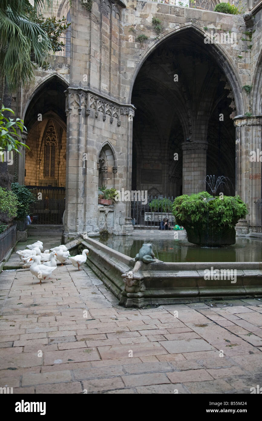 Geese in the Cloisters of the Cathedral in Barcelona Stock Photo