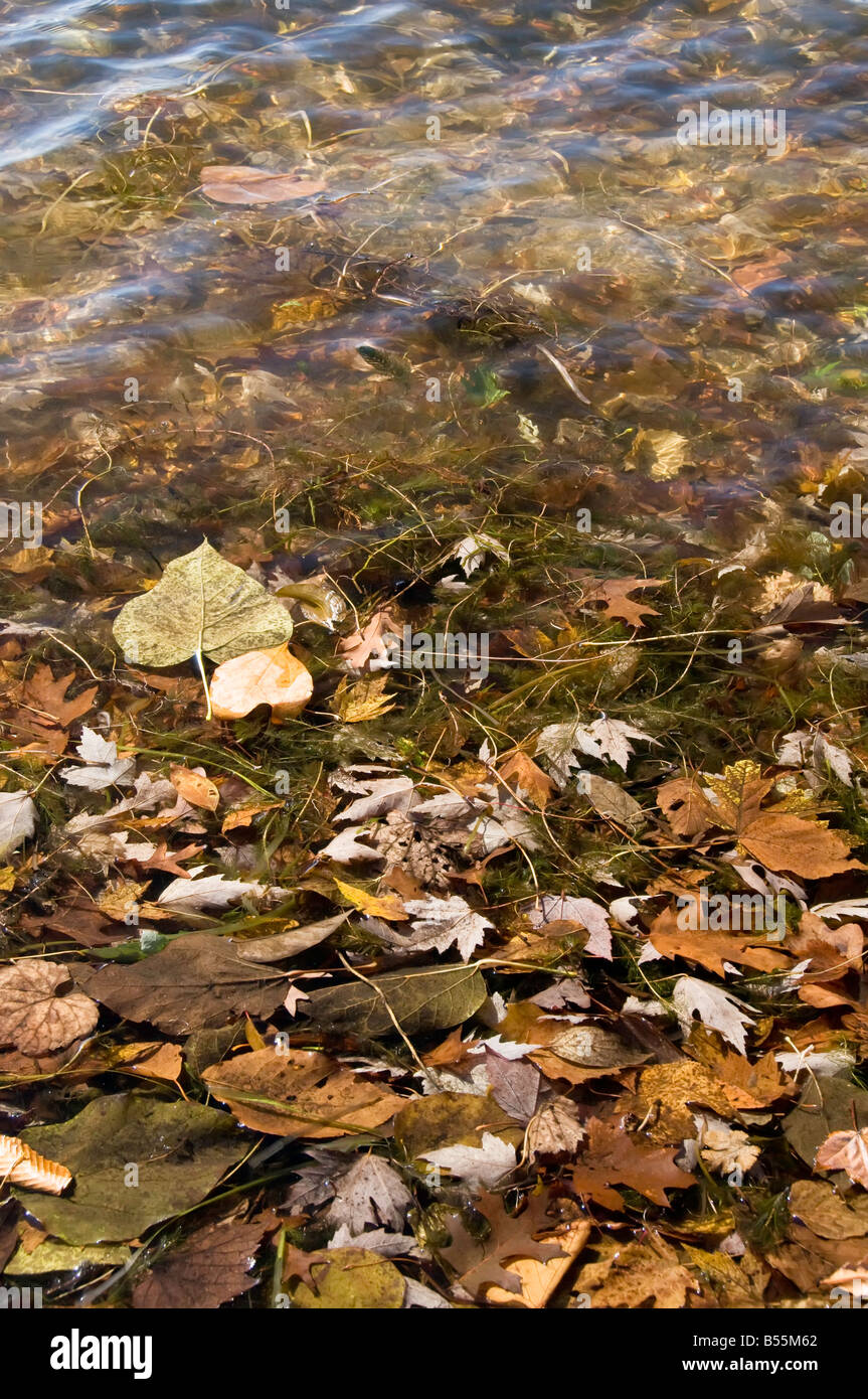 Autumn leaves in shallow water by lake shore Stock Photo