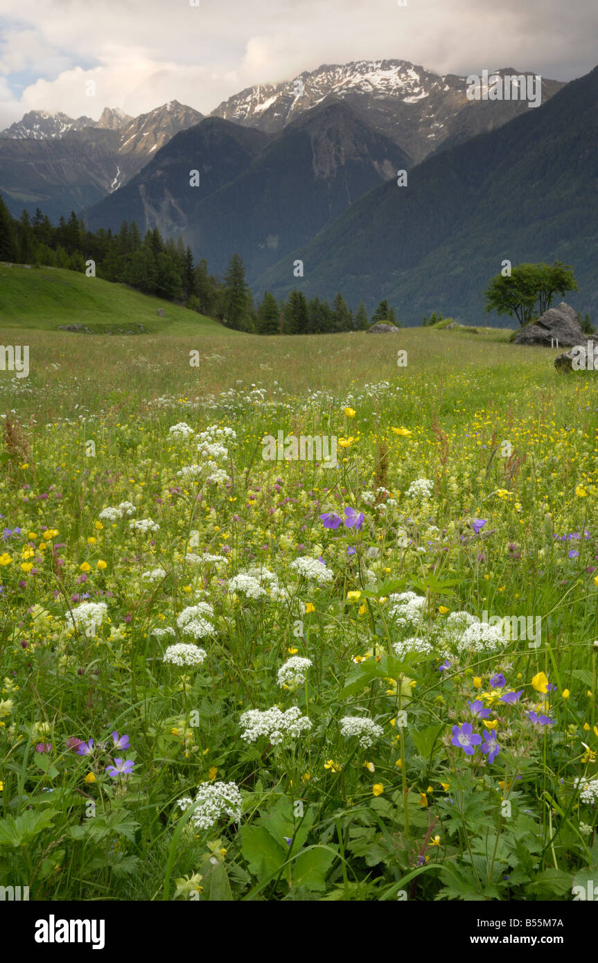Alpine meadow, near Kofels, Umhausen, Otztal valley, Tyrol, Austria Stock Photo