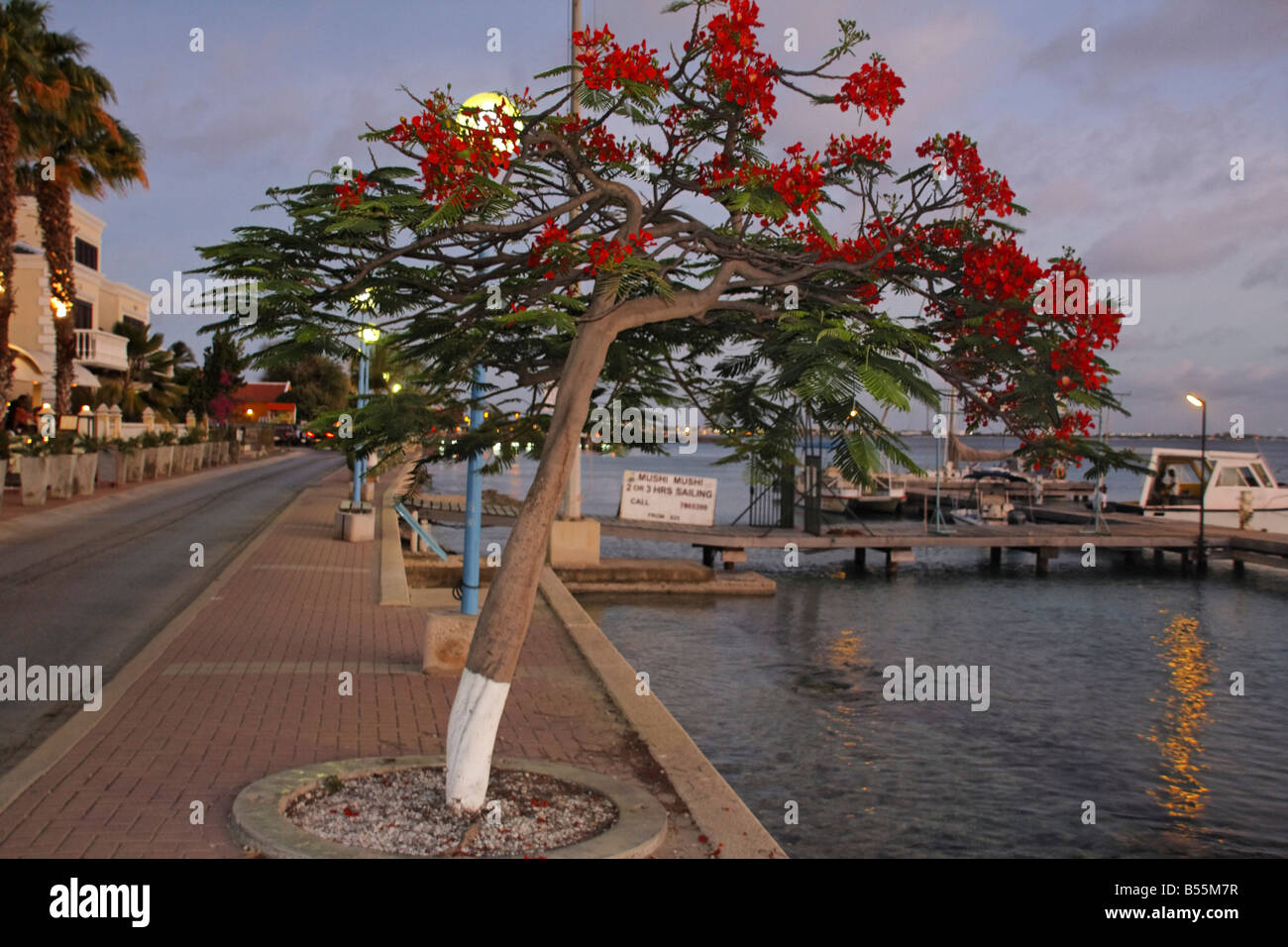 West Indies Bonaire Kralendijk Promenade flame tree Stock Photo