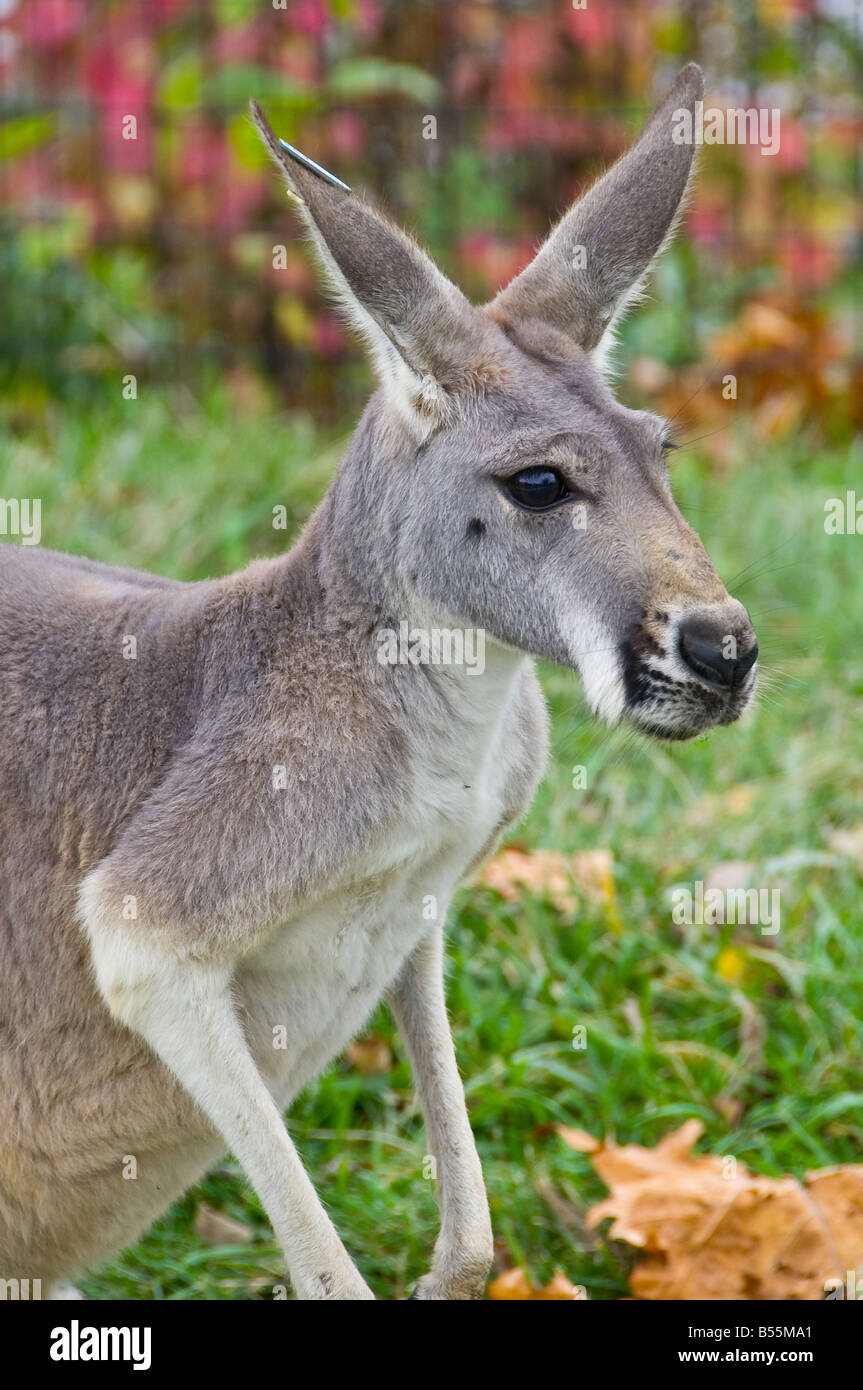 Kangaroo profile, taken at Columbus Zoo Stock Photo