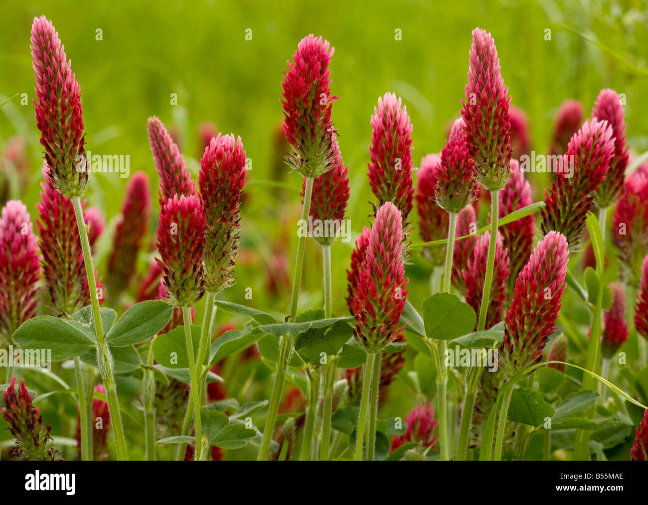 Crimson Clover (Trifolium incarnatum ssp incarnatum) planted as a fodder crop, France Stock Photo