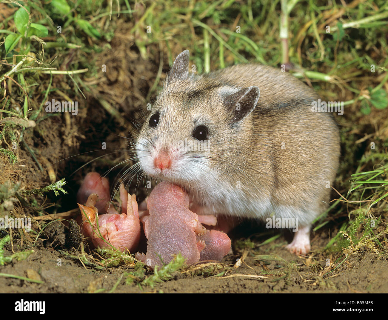 Chinese Striped Hamster with cubs / Cricetulus barabensis Stock Photo ...