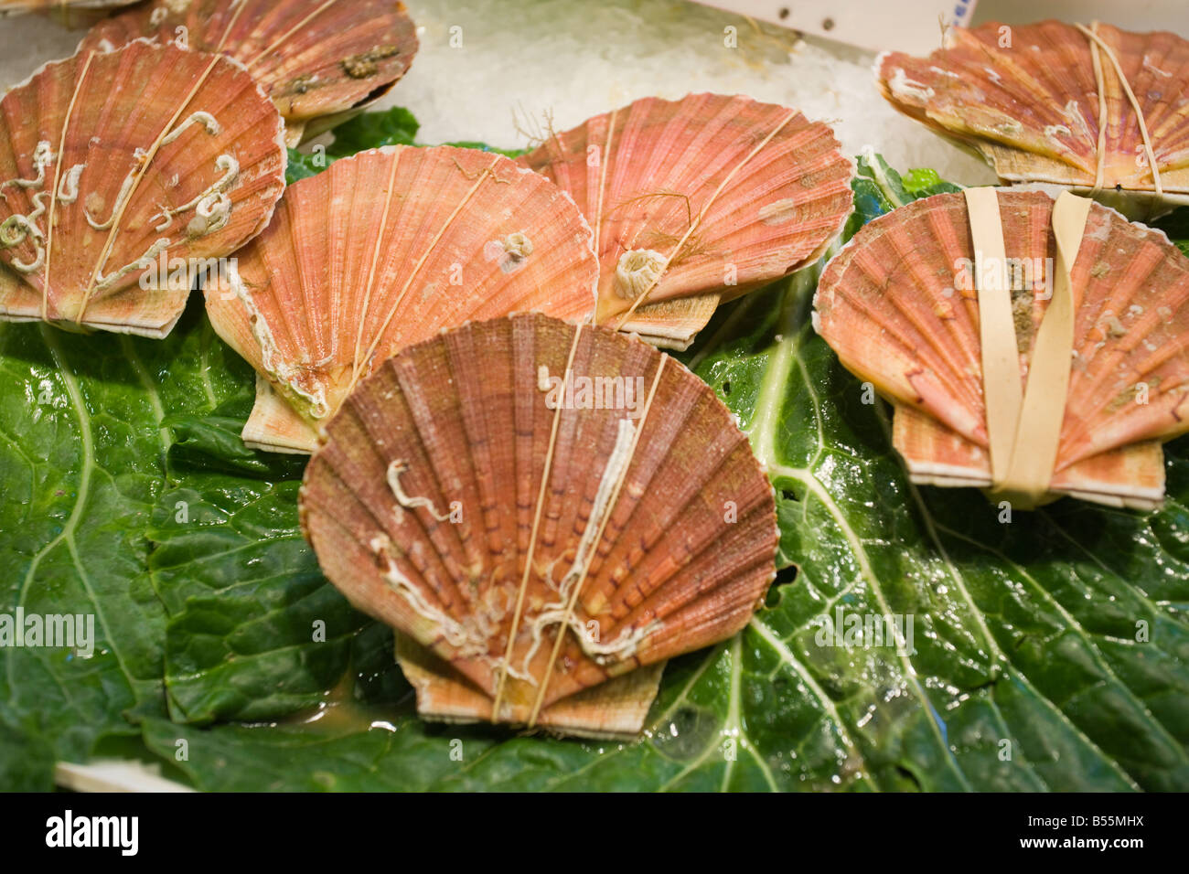 clams crab lobster mussels oysters prawns scampi shell fish shrimp