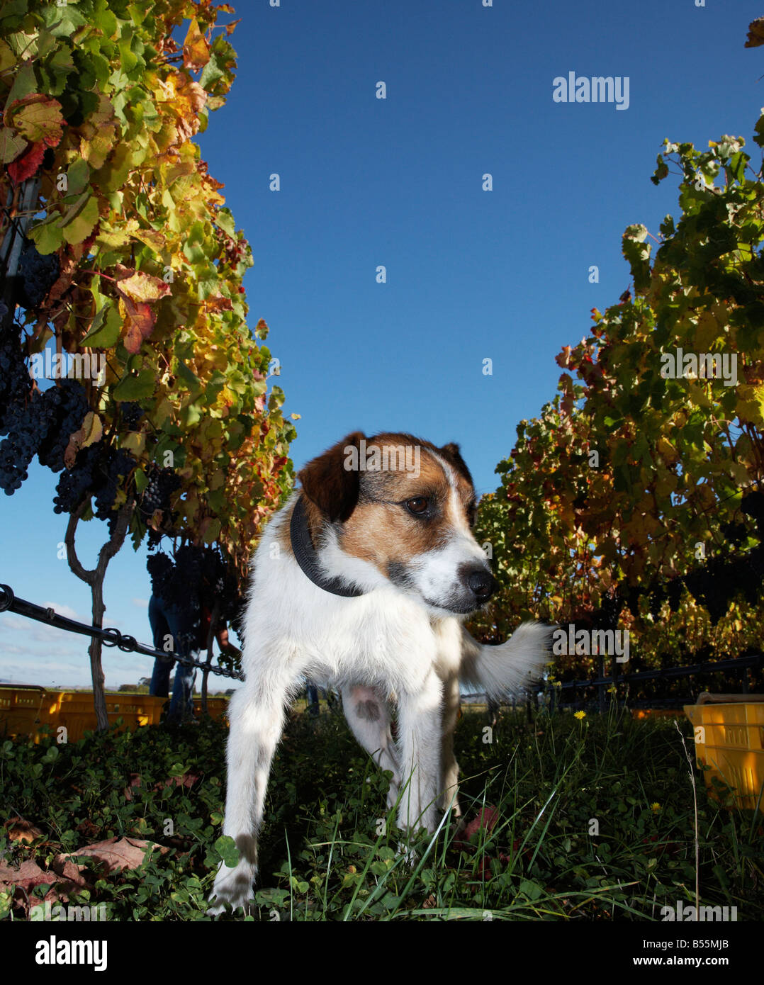 dog in vineyard at harvest time Stock Photo Alamy