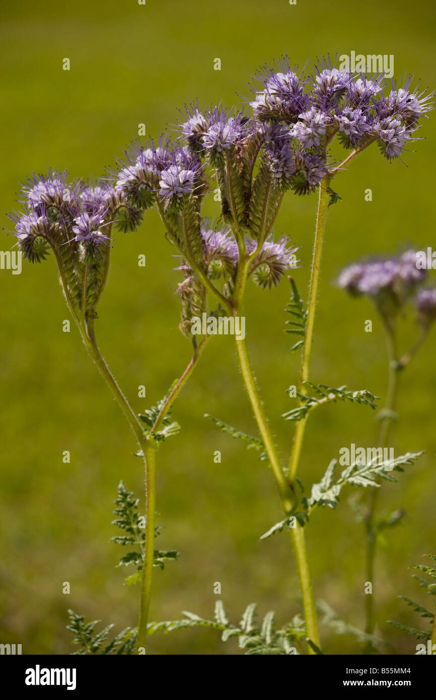 Phacelia Phacelia tanacetifolia native in USA but widely grown as bee crop and in gardens Naturalised in Europe France Stock Photo